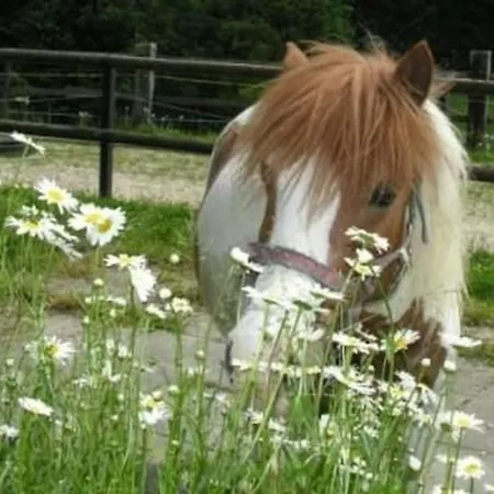 Appartement Muessache By Interhome Dürrenroth