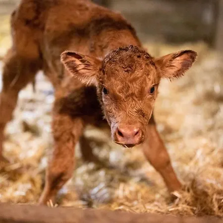 Muessache By Interhome