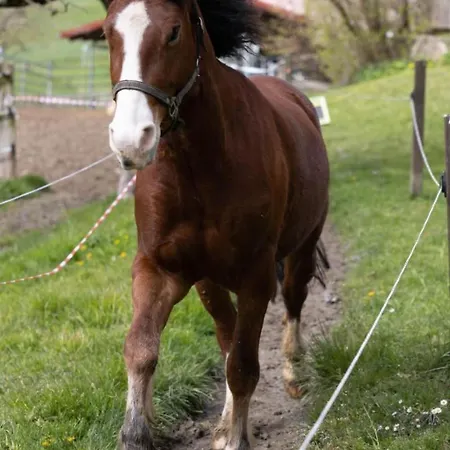 Muessache By Interhome * Dürrenroth