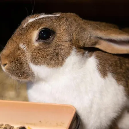 Appartement Muessache By Interhome Dürrenroth