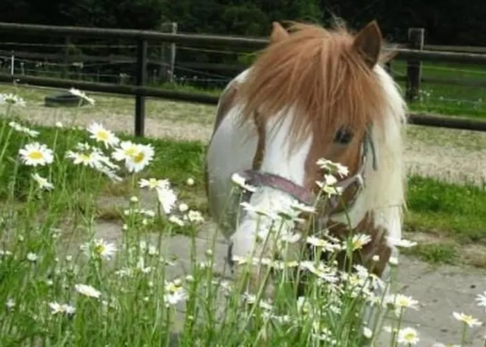 דירה Muessache By Interhome Dürrenroth