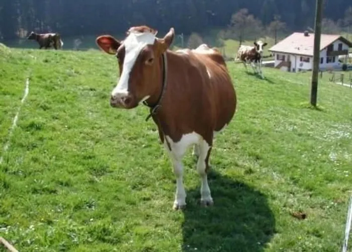 Muessache By Interhome *