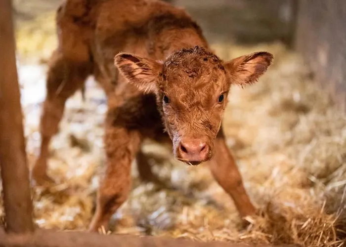 Muessache By Interhome