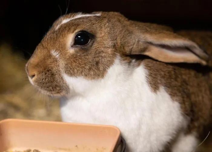 דירה Muessache By Interhome Dürrenroth