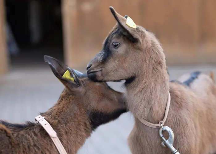 Muessache By Interhome Lägenhet Dürrenroth