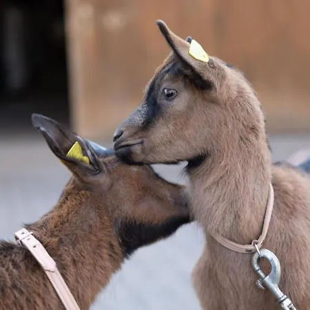 Muessache By Interhome Apartamento Dürrenroth